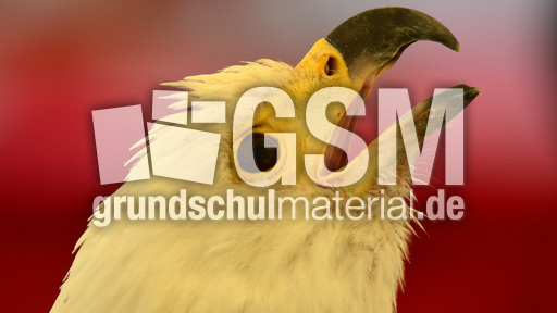 Schrei-Seeadler (8).jpg